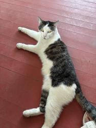 Found/Stray Unknown Cat last seen McClatchy Park, Sacramento, CA 95817