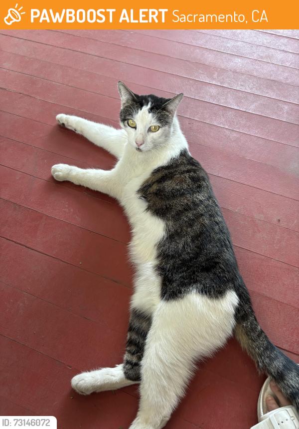 Found/Stray Unknown Cat last seen McClatchy Park, Sacramento, CA 95817