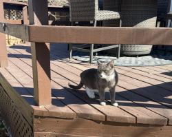 Lost Female Cat last seen Broadway with Oxford, Englewood, CO 80110