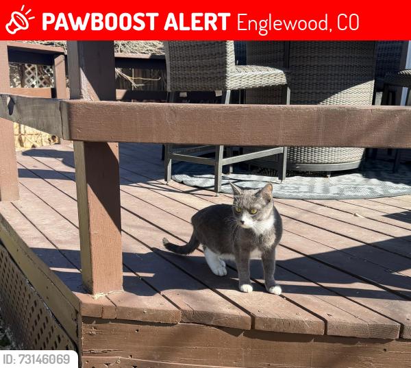 Lost Female Cat last seen Broadway with Oxford, Englewood, CO 80110