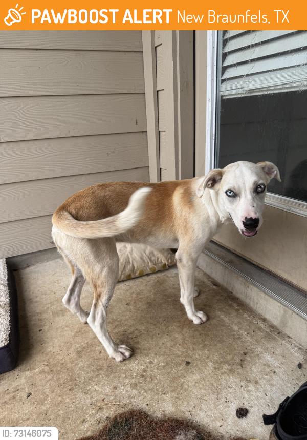 Found/Stray Female Dog last seen Goodwin ln and 306, New Braunfels, TX 78130