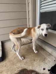 Found/Stray Female Dog last seen Goodwin ln and 306, New Braunfels, TX 78130