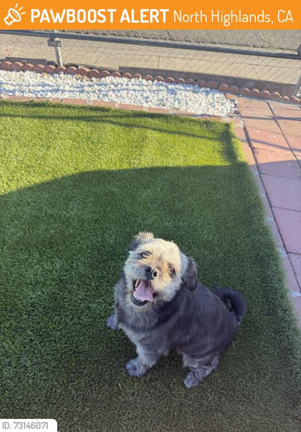 Found/Stray Male Dog last seen Channing drive, North Highlands, CA 95660