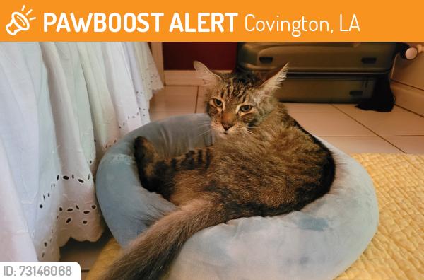 Found/Stray Male Cat last seen LA 40//Dawsey Rd, Covington, LA 70435