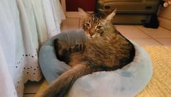 Found/Stray Male Cat last seen LA 40//Dawsey Rd, Covington, LA 70435