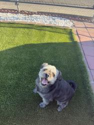 Found/Stray Male Dog last seen Channing drive, North Highlands, CA 95660