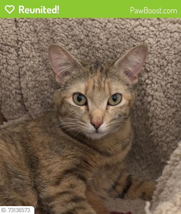 Reunited Female Cat last seen Palmeras Marinas Ln Panama City Beach, Panama City Beach, FL 32407