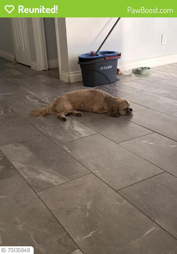 Reunited Male Dog last seen Avenue 44, Indio, CA 92201