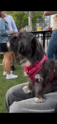 Reunited Male Dog last seen Near 11th st NW, Washington, DC 20001
