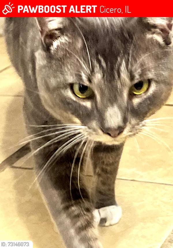 Lost Male Cat last seen 18th and 60th ct, Cicero, IL 60804