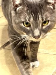 Lost Male Cat last seen 18th and 60th ct, Cicero, IL 60804