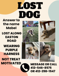 Lost Female Dog last seen Easton and Old Mill Rd Fox Chapel, Fox Chapel, PA 15238