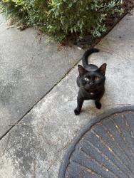 Found/Stray Unknown Cat last seen Hunter’s Refudge and Connect Bank on the corner, White Hall, AR 71602