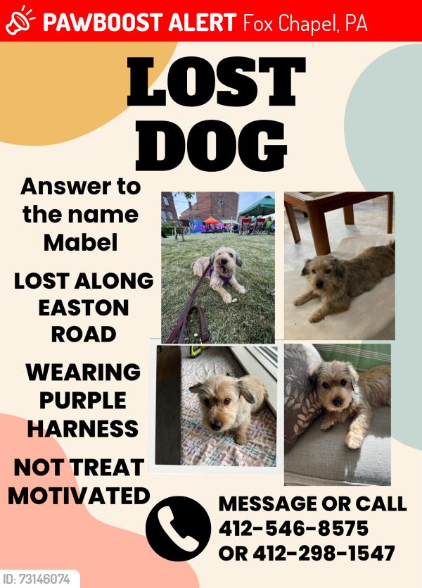 Lost Female Dog last seen Easton and Old Mill Rd Fox Chapel, Fox Chapel, PA 15238