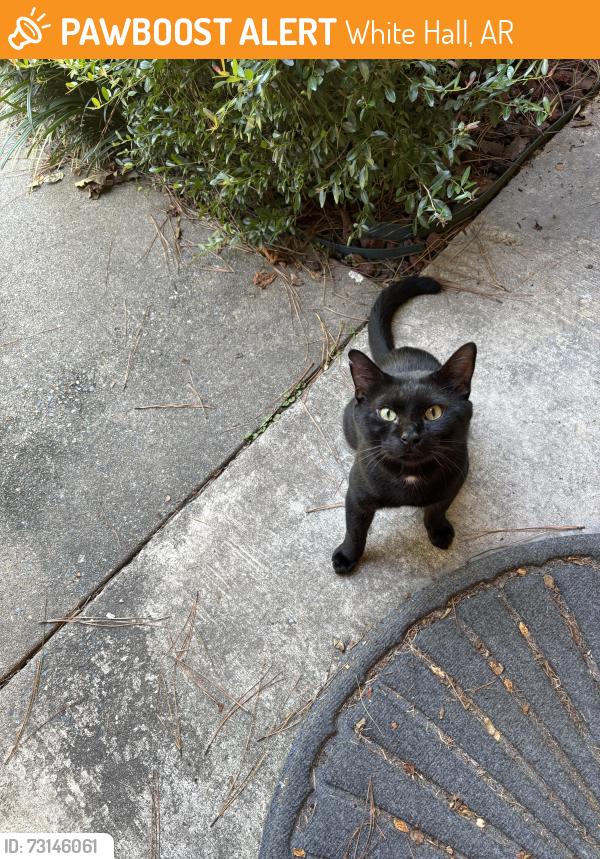 Found/Stray Unknown Cat last seen Hunter’s Refudge and Connect Bank on the corner, White Hall, AR 71602