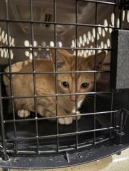 Shelter Stray Male Cat last seen Near Plank Rd, 70811, LA, 2550 Gourrier Ave, Baton Rouge, LA 70820, USA
