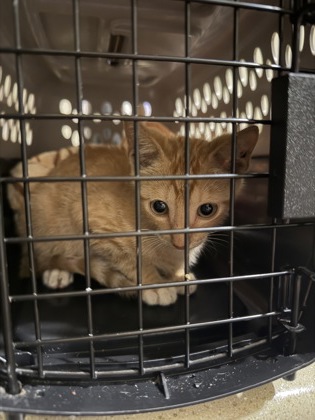Shelter Stray Male Cat last seen Near Plank Rd, 70811, LA, 2550 Gourrier Ave, Baton Rouge, LA 70820, USA