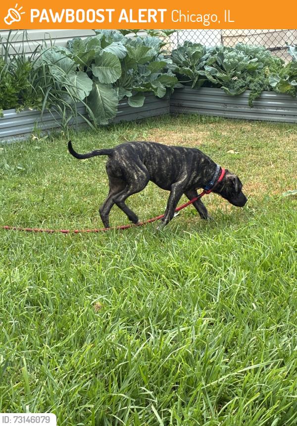 Found/Stray Female Dog last seen 88th and S Indiana Ave, Chicago, IL 60619
