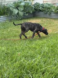 Found/Stray Female Dog last seen 88th and S Indiana Ave, Chicago, IL 60619