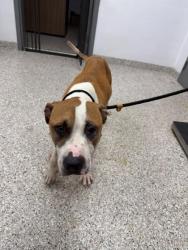 Shelter Stray Male Dog last seen Clyde St, Gastonia, NC, 1491 Business Park Ct, Gastonia, NC 28052, USA