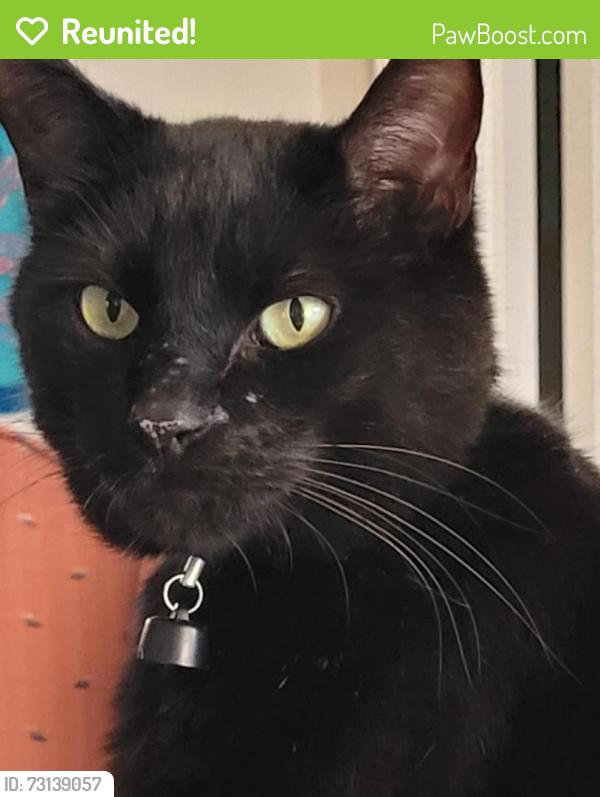 Reunited Male Cat last seen Keller Springs between Josey and Marsh lane, Carrollton, TX 75006