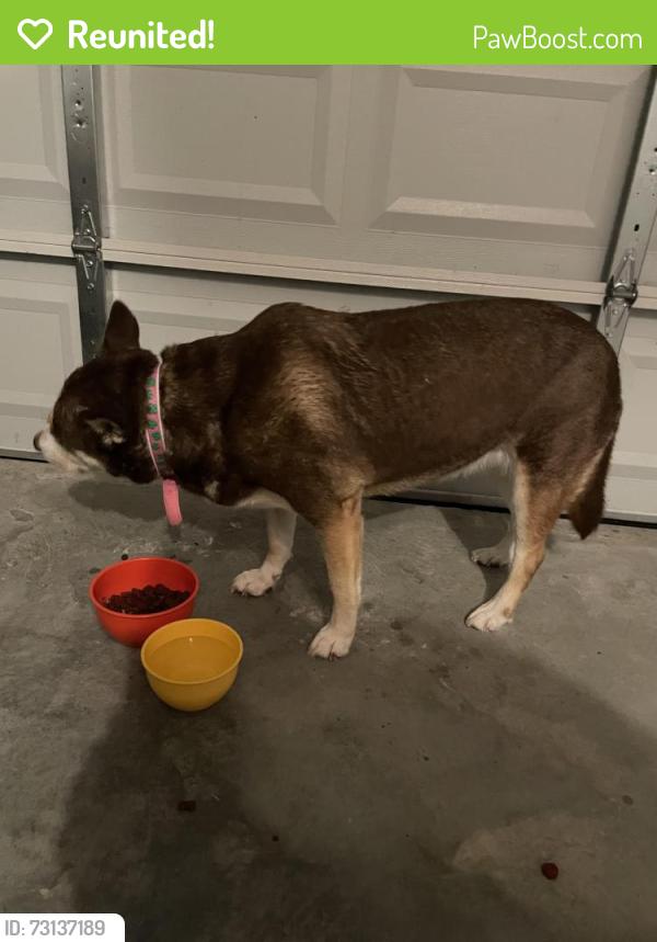Reunited Female Dog last seen Tuscany Hills Ln, Spring, TX 77373