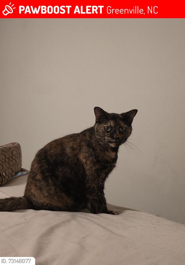 Lost Female Cat last seen Near Mulberry Ln Greenville, Greenville, NC 27858