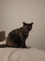 Lost Female Cat last seen Near Mulberry Ln Greenville, Greenville, NC 27858