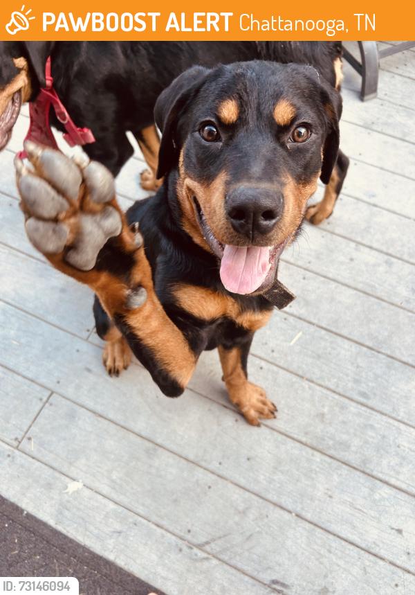 Found/Stray Male Dog last seen Lightfoot mill rd, Chattanooga, TN 37406