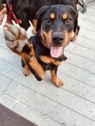 Found/Stray Male Dog last seen Lightfoot mill rd, Chattanooga, TN 37406