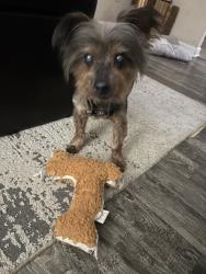 Reunited Male Dog last seen Near Cedar Spgs Dr, Winston-Salem, NC 27107, USA, Winston-Salem, NC 27107