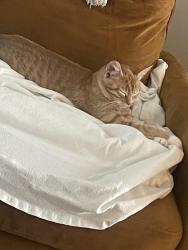 Lost Unknown Cat last seen E locust st, Bettendorf, IA 52722