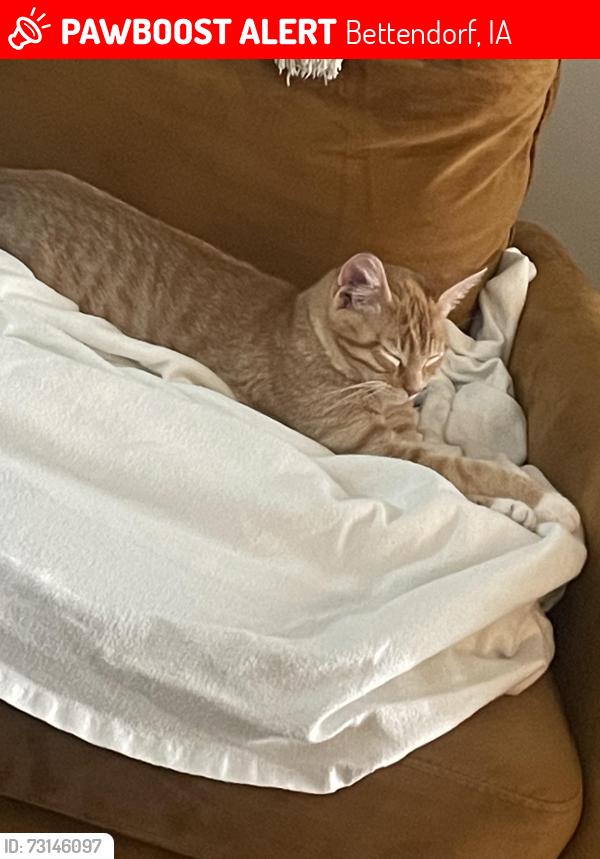 Lost Unknown Cat last seen E locust st, Bettendorf, IA 52722