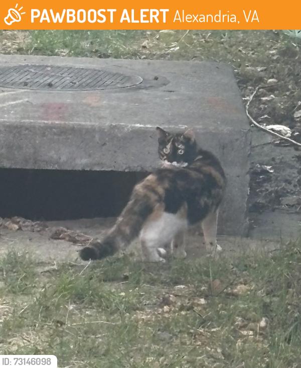 Found/Stray Unknown Cat last seen Stonegate townhouses (Gretter Street (in between Kirkland Place and Lambert Drive), Alexandria, VA 22311
