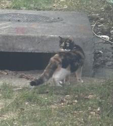 Found/Stray Unknown Cat last seen Stonegate townhouses (Gretter Street (in between Kirkland Place and Lambert Drive), Alexandria, VA 22311