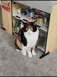 Reunited Female Cat last seen Bullard and Leonard, Clovis, CA 93619