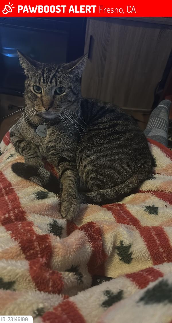 Lost Male Cat last seen Minarets and San Pablo, Fresno, CA 93650