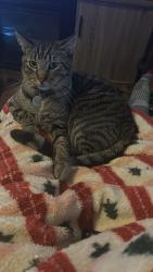 Lost Male Cat last seen Minarets and San Pablo, Fresno, CA 93650