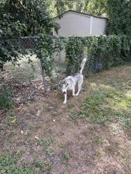 Found/Stray Male Dog last seen Abrams and Beacon, Dallas, TX 75231
