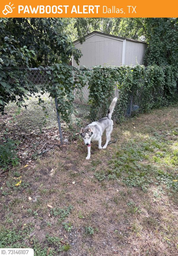 Found/Stray Male Dog last seen Abrams and Beacon, Dallas, TX 75231