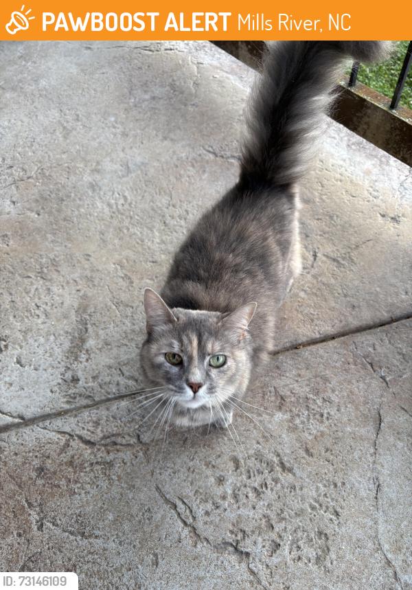 Found/Stray Unknown Cat last seen Williamson Road Mills River, Mills River, NC 28759