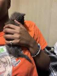 Found/Stray Unknown Cat last seen Nw MacArthur, Oklahoma City, OK 73127