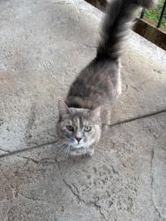 Found/Stray Unknown Cat last seen Williamson Road Mills River, Mills River, NC 28759