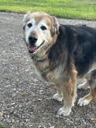 Lost Male Dog last seen Route31 &Stevens road jordan, Elbridge, NY 13080