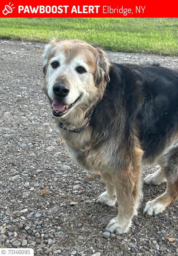 Lost Male Dog last seen Route31 &Stevens road jordan, Elbridge, NY 13080