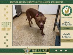 Shelter Stray Male Dog last seen FL, 5100 W Eau Gallie Blvd, Melbourne, FL 32934, USA