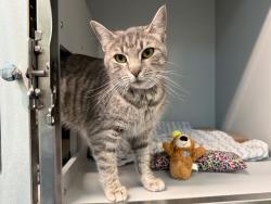 Shelter Stray Female Cat last seen Near E Gunhill Road, BRONX, NY, 10469, 326 E 110th St, New York, NY 10029, USA