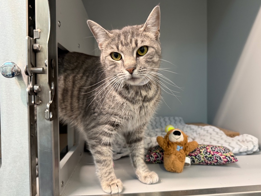 Shelter Stray Female Cat last seen Near E Gunhill Road, BRONX, NY, 10469, 326 E 110th St, New York, NY 10029, USA