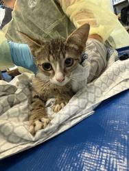 Shelter Stray Female Cat last seen Near W 140th Street, NEW YORK, NY, 10030, 326 E 110th St, New York, NY 10029, USA
