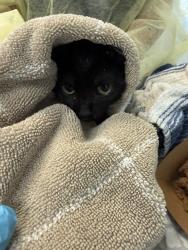 Shelter Stray Male Cat last seen Near W 140th Street, NEW YORK, NY, 10030, 326 E 110th St, New York, NY 10029, USA